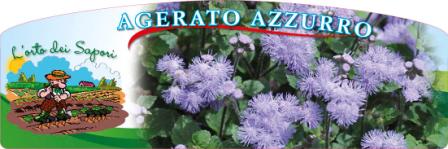 Acerato_azzurro