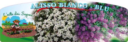 Alisso_bianco_blu