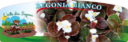 Begonia_bianco