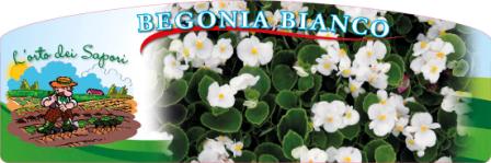 Begonia_bianco2
