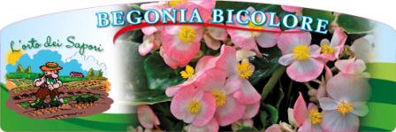 Begonia_bicolore