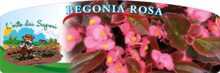 Begonia_rosa