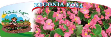Begonia_rosa2