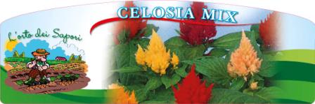 Celosia_mix