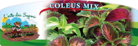 Coleus_mix