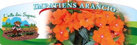 Impatiens arancio