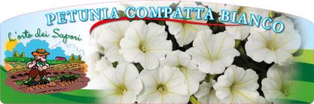 Impatiens compatta bianco