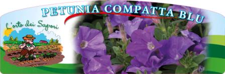 Impatiens compatta blu