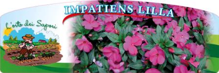 Impatiens lilla