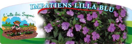 Impatiens lilla blu