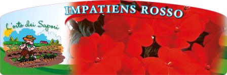 Impatiens rosso