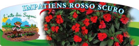 Impatiens rosso scuro