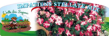 Impatiens stellate mix