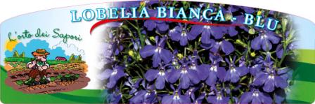 Lobella bianca blu