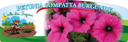 Petunia compatta burgundy