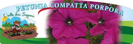 Petunia compatta porpora