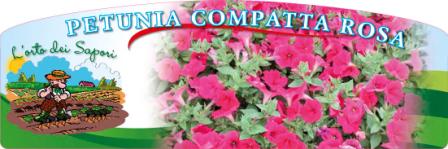 Petunia compatta rosa