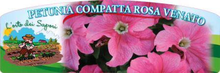 Petunia compatta rosa venato