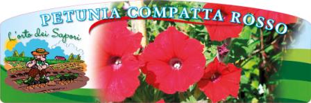 Petunia_compatta_rosso