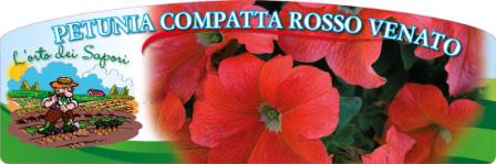 Petunia_compatta_rosso_venato