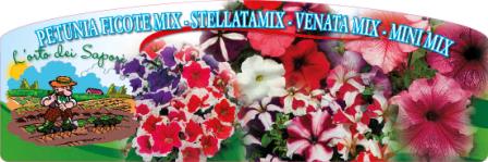 Petunia ficotemix stellatamix venatamix minimix