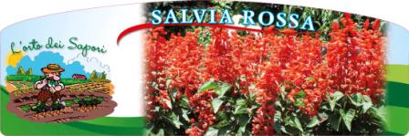 Salvia rossa