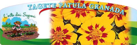 Tagete patula granada.jpg