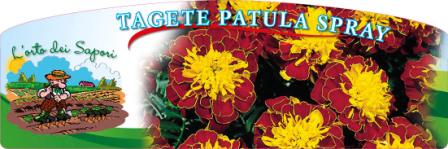 Tagete patula spray.jpg
