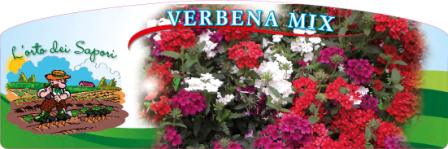 Verbena mix.jpg