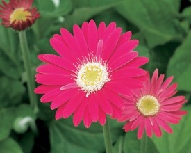 Gerbera