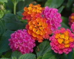 Lantana