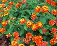 Lantana_Pendula