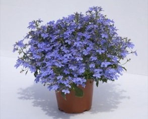 Lobelia