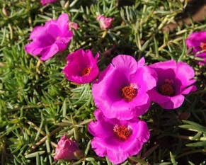 Portulaca_Samba