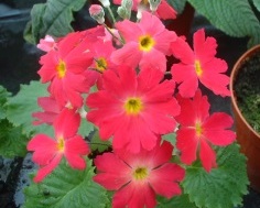 Primula_Malacoides