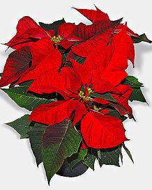 Stella_di_Natale