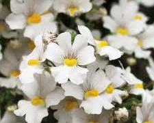 Sunsatia