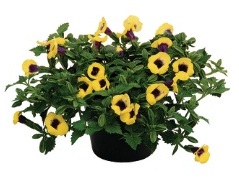 Torenia