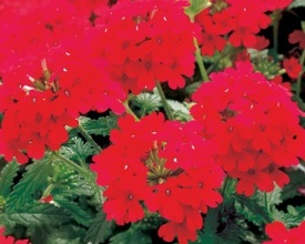 Verbena