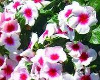 Vinca_Eretta