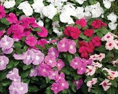 Vinca_Pendula