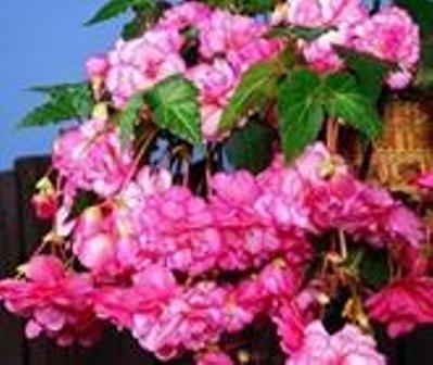 begonia_pandula