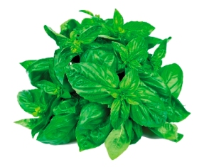 BASILICO ARTICO