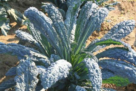 BROCCOLO NERO TOSCANO