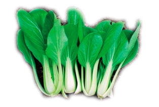 CAVOLO PAK CHOI F1