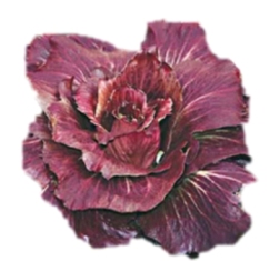 CICORIA ROSA