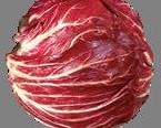 CICORIA ROSSA DI CHIOGGIA TARDIVA