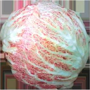CICORIA VARIEGATA DI ADRIA