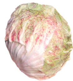 CICORIA VARIEGATA DI LUSIA PRECOCE