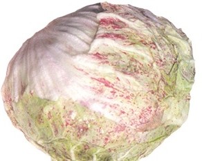 CICORIA VARIEGATA DI LUSIA TARDIVA